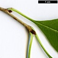 SpeciesSub: var. wilsonii